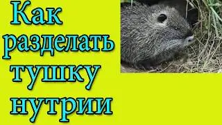 Как разделать тушку нутрии