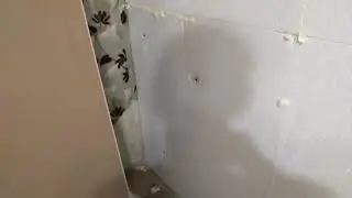 Шумоизоляция стен