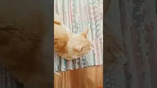 кот 🐱