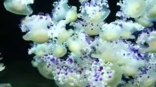 Peaceful Purple Jelly Jazz