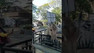 Feeding Nilga 😉 #mindsetyt21 #mindsetvlog #mindsetyt21vlog #mindset21 #mindset