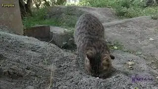 Cat Pooping Cat Peeing Reversed