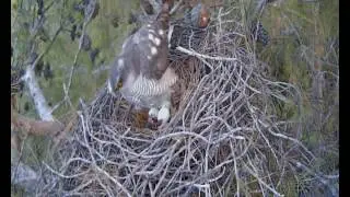 Erkek Atmaca Yuvada - Male Arrives Home
