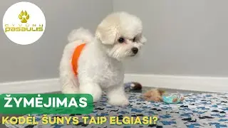 Kodėl šunys šlapinasi namuose?