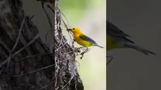 A Prothonotary Warbler landed right next to my hide!