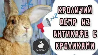 АСМР ОТ КРОЛИКОВ | СЕАНС РАССЛАБЛЯЮЩИЙ ОТ ТРЕВОГИ | ПУШИСТЫЙ АСМР