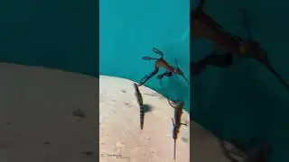 Rare Seahorse