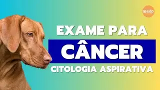 236 | CITOLOGIA ASPIRATIVA - EXAME PARA DETECTAR CÂNCER EM CACHORRO E GATO