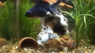 Goldfish + gurami HD