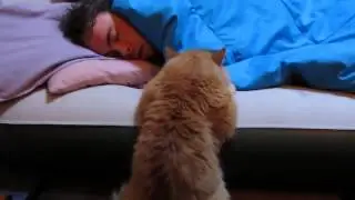 кошки вау! Кошки и Мышки! лучшие приколы с кошками1 !!!mp4