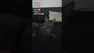 ESTO ESCUCHA MI GATITA 🤭 #viral #shortsviral #viral #comedia #shortvideos #viralvideos