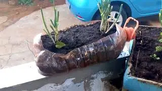 Começando Minha Horta#Starting My Garden#RÚCULA#almeirão#Coentro.