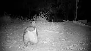 Ultra-rare footage of a young, critically endangered wombat