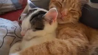 спокойной ночи