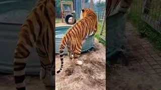 Tub Tigers