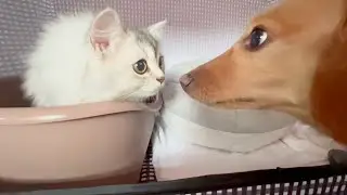 Kitten Figaro's reaction when he met a dog for the first time was so cute.