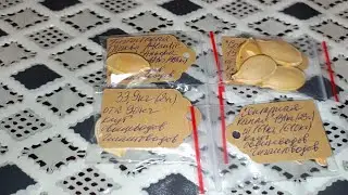 Семена гигантских овощей на следующий сезон 