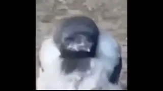 Goofy ahh bird