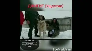Топ 5 ЛУЧШИХ ВОЛКОДАВОВ 2021г/Часть-1...