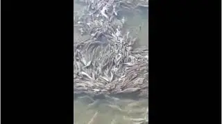 В Астрахани сняли на видео небывалое количество воблы