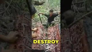 shipworm trees | weird unusual tress that exist