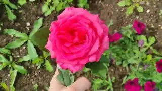 Собираю скромный урожай | Наши 6 соток