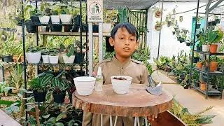 How to plant sunflower seeds