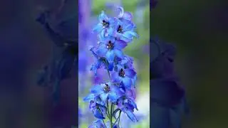 Какие многолетники цветут всё лето?#сад #дача #огород #garden #цветы #plants