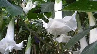 Мое раннее утро, BRUGMANSIA, лагерстремия, картофельное дерево, Андалусия, 25/09/2015