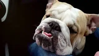 Top 10 Gentle Giants: The Most Gentle Dog Breeds