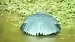 Alloxni irodasi. La ilaha illallah...
