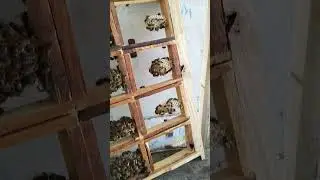 сборка сотового меда