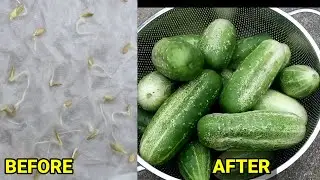 THE LAZIEST WAY TO GROW TONS OF CUCUMBERS