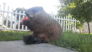 Sparkle On His Bum Bum Eating A Carrot Longer Video #groundhog #carrot #chewing #cute #adorable