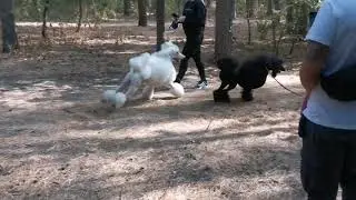 Emerei Britannika & Zhemchuzhina Sibiri Ricardo ❤️