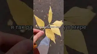🍁🍁🍁🍂