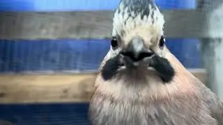 СОЙКА НАПАЛА НА СОЙКУ