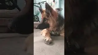 falak tak german shepherd puppies #doglover #germanshepred #viral #shortsfeed #trending #pets