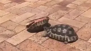 Turtle Saves His Buddy From Impending Doom