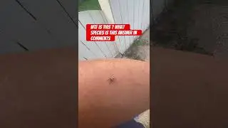 What tf is this thing??? 🕷️