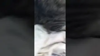 Why is my cat shaking for no reason?