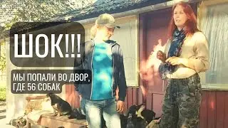 Шок: 69 собак во дворе в деревне между Дрогичином и Берёзой
