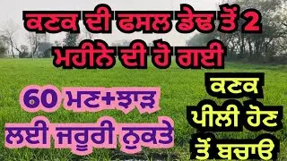 ਕਣਕ ਡੇਢ ਤੋਂ 2 ਮਹੀਨੇ ਦੀ ਹੋ ਗਈ ਜਰੂਰੀ ਨੁਕਤੇ | wheat crop care at 1•5 to 2 months