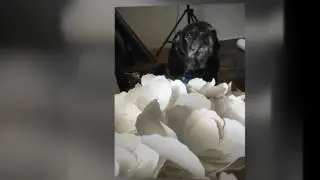 DIY Paper Flower Angel Wings