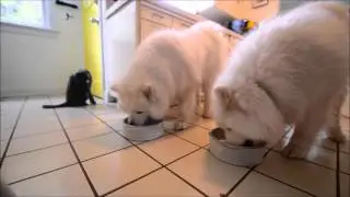 Saturday Morning Breakfast