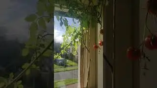 Scottish Window Sill With Cayenne Chilli Peppers / Orange Trees / Sweet Basil / Cactus / Tomato 🌞