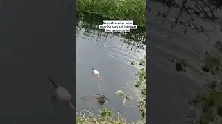 menaklukan monster lele #fishing #kail #ikansawah #mancing #mancingsawah