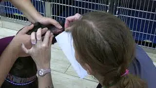 Crystal Mastroianni 23359776 Skill 26 Buccal Mucosal Bleeding Time Procedure