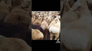 АРАШАН Гарбанос Козилар Ма Щаа Аллах🙌🏻 
