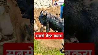 छत्तीसगढ़ में सबसे बेस्ट बकरा।। #bakrifarming #goathusbandry #chhattisgarh #omprakashausar